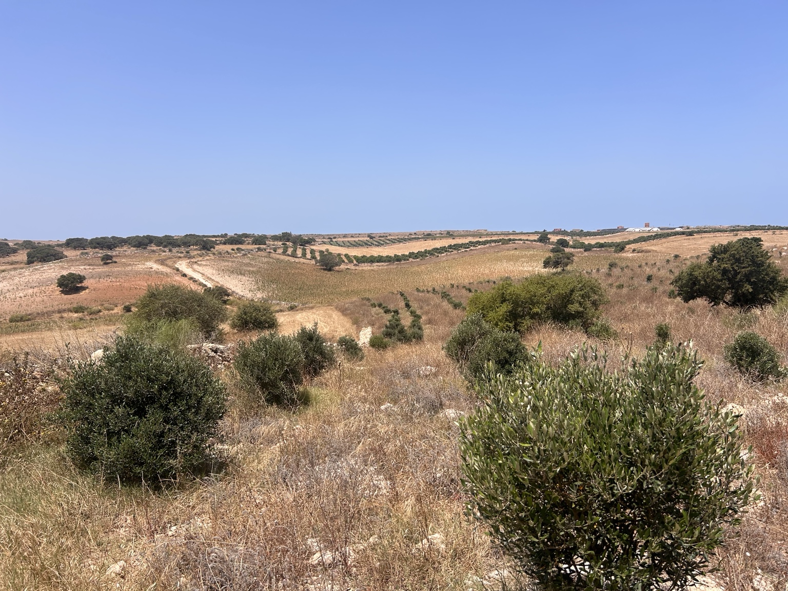 Oliviers et terres agricoles du Domaine