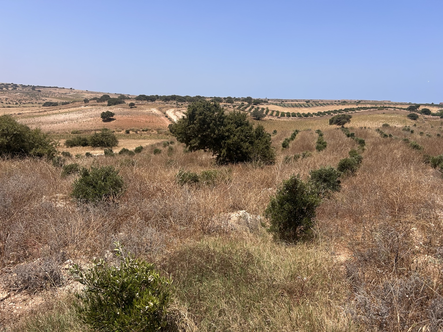 Oliviers et végétation naturelle du Domaine